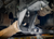 Gen 3 Raptor - Lower Arm Rear Pivot Reinforcement Brackets - Bolt On Kit - 2021 - 2024 F150 Raptor